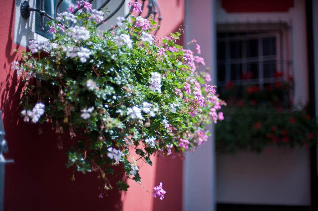 B&B Il Pettirosso Malonno Экстерьер фото
